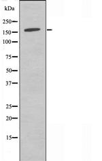 MAGI2 Polyclonal Antibody