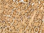 MAP4K3 Antibody in Immunohistochemistry (Paraffin) (IHC (P))