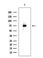 CAMKV Polyclonal Antibody