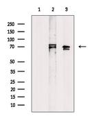 HIPK4 Antibody in Western Blot (WB)