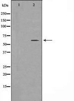 ZNF397 Antibody in Western Blot (WB)