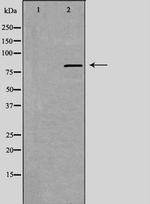 ANKK1 Antibody in Western Blot (WB)