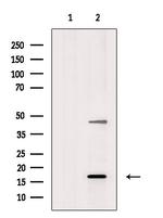 LMO3 Polyclonal Antibody