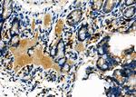 RIN3 Antibody in Immunohistochemistry (Paraffin) (IHC (P))