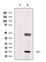 ORAOV1 Antibody in Western Blot (WB)
