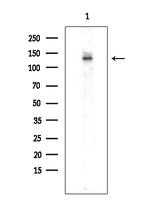 SMG7 Antibody in Western Blot (WB)