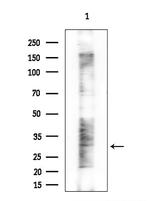 DLX4 Antibody in Western Blot (WB)