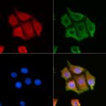 CNKSR1 Polyclonal Antibody