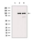 PGBD1 Polyclonal Antibody
