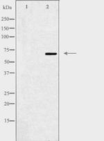 ZNF668 Polyclonal Antibody