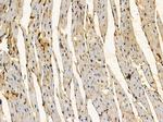 FAM84B Polyclonal Antibody
