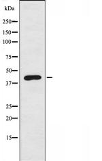 PFTK2 Antibody in Western Blot (WB)