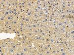 RPS6KC1 Antibody in Immunohistochemistry (Paraffin) (IHC (P))