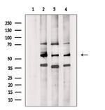 SERC2 Polyclonal Antibody