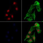 ZNF541 Antibody in Immunocytochemistry (ICC/IF)