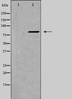 ZNF541 Antibody in Western Blot (WB)