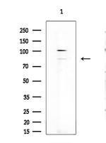 ZNF541 Antibody in Western Blot (WB)