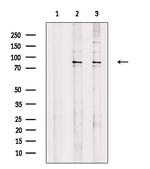 SEMA4A Polyclonal Antibody
