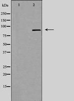 ZNF287 Polyclonal Antibody
