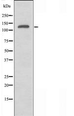 JIP3 Antibody in Western Blot (WB)