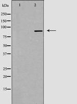 CDK11A/CDK11B Polyclonal Antibody