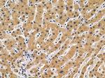 CHKB Antibody in Immunohistochemistry (Paraffin) (IHC (P))