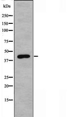 ERGIC3 Polyclonal Antibody