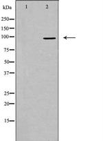 AKAP2 Polyclonal Antibody