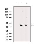HTR1E Polyclonal Antibody
