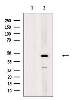 HTR6 Antibody in Western Blot (WB)