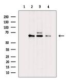 API5 Antibody in Western Blot (WB)