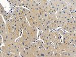 AVEN Polyclonal Antibody