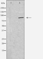 CDH19 Polyclonal Antibody
