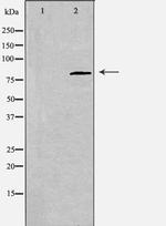 CDH22 Polyclonal Antibody