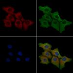 CDH7 Polyclonal Antibody