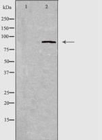 CDH7 Antibody in Western Blot (WB)