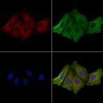 CDH8 Antibody in Immunocytochemistry (ICC/IF)