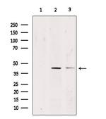 CADM3 Antibody in Western Blot (WB)