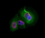 CDCA7 Antibody in Immunocytochemistry (ICC/IF)