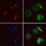 CDCA7 Antibody in Immunocytochemistry (ICC/IF)