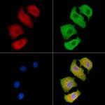 COL20A1 Polyclonal Antibody