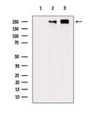 COL20A1 Antibody in Western Blot (WB)
