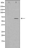 CLAC-P Polyclonal Antibody