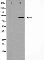 CYP2C8 Antibody in Western Blot (WB)