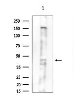CYP2C8 Polyclonal Antibody