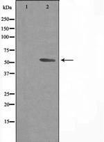 CYP3A43 Antibody in Western Blot (WB)