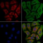 CYP39A1 Polyclonal Antibody