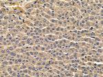 CYP39A1 Antibody in Immunohistochemistry (Paraffin) (IHC (P))