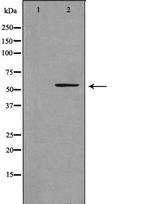 CYP39A1 Antibody in Western Blot (WB)