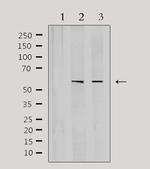 CYP3A4/CYP3A5 Polyclonal Antibody